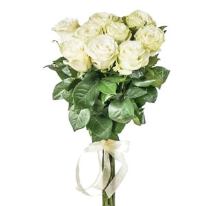 9 White Roses 9 White Roses photo