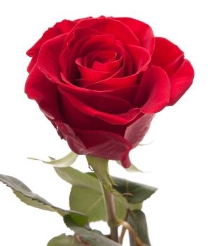 25 Deluxe Red Roses 2 25 Deluxe Red Roses photo 2