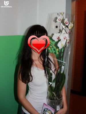 Орхідея в вазі фото доставки  3 Орхідея в вазі фото доставки Україна 3