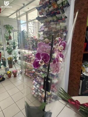 Орхідея доставка фото 2 Орхідея доставка фото Україна 2
