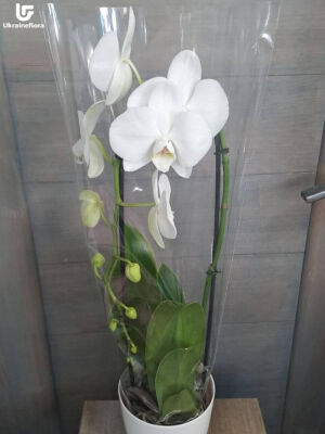 Орхідея доставка фото 3 Орхідея доставка фото Україна 3