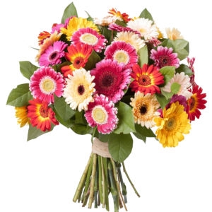 25 Gerbera Rainbow 25 Gerbera Rainbow photo
