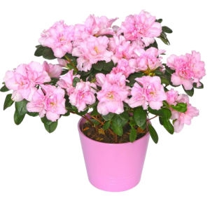 Azalea plant Azalea plant photo