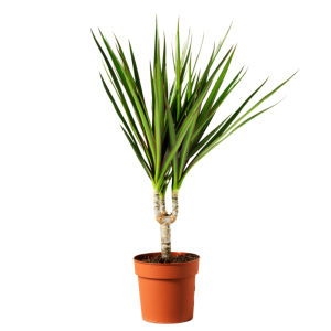 Dracena plant Dracena plant photo