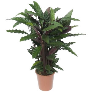 Calathea plant Calathea plant photo