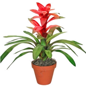 Guzmania plant Guzmania plant photo