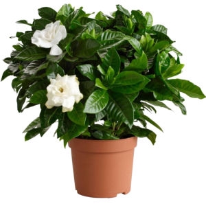 Gardenia plant Gardenia plant photo