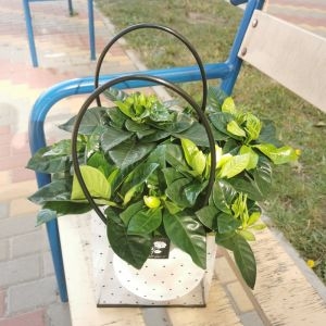 Гардения вазон-подарок 2 Гардения вазон-подарок фото 2