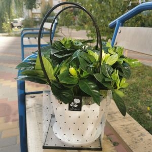 Гардения вазон-подарок 3 Гардения вазон-подарок фото 3