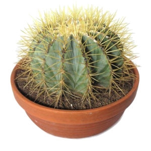 Cactus plant Cactus plant photo