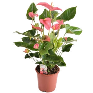 Anthurium plant Anthurium plant photo