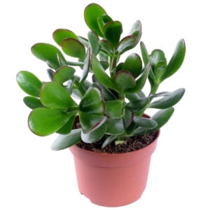 Crassula plant Crassula plant photo