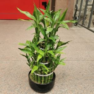 Bamboo plant 2 Bamboo plant photo 2