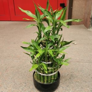 Bamboo plant 3 Bamboo plant photo 3