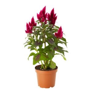 Celosia plant Celosia plant photo