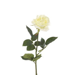 send white roses white roses delivery