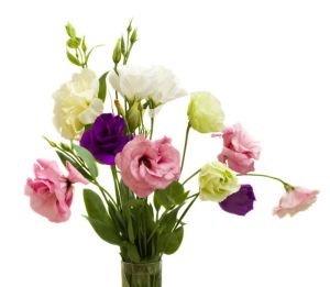 eustoma eustoma in ukraine