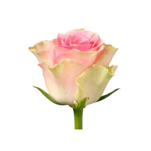 pink rose send pink rose