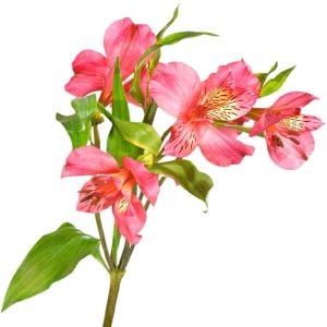 alstroemeria alstroemeria in bouquet