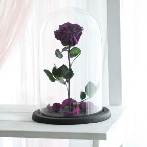 Eternal Purple Rose Eternal Purple Rose send