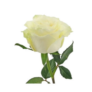 White Luxury Roses by the Stems White Luxury Roses by the Stems photo