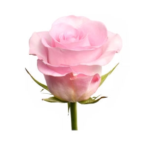 Pink Luxury Roses by the Stems Pink Luxury Roses by the Stems photo