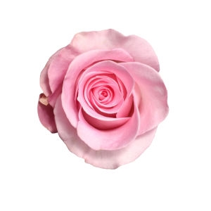 Pink Luxury Roses by the Stems 2 Pink Luxury Roses by the Stems photo 2