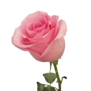 19 Pink Roses in Hatbox 2 19 Pink Roses in Hatbox photo 2