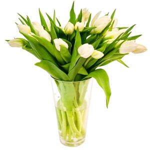 15 White Tulips 15 White Tulips photo