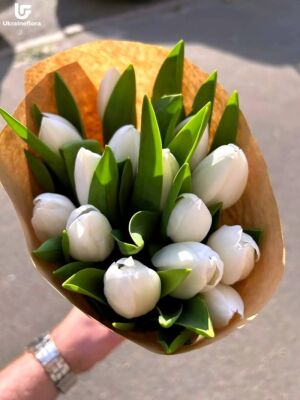 15 White Tulips Delivery 1 15 White Tulips Delivery Ukraine 1