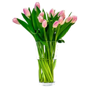15 Pink Tulips 15 Pink Tulips photo
