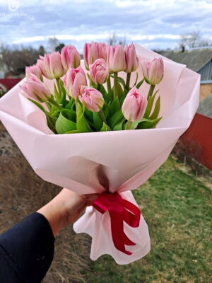 15 Pink Tulips Photo Delivery  1 15 Pink Tulips Photo Delivery Ukraine 1