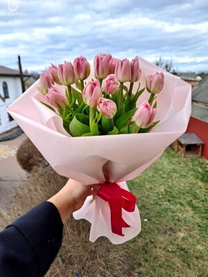 15 Pink Tulips Photo Delivery  2 15 Pink Tulips Photo Delivery Ukraine 2