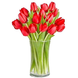 19 Red Tulips 19 Red Tulips photo