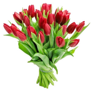 25 Red Tulips 25 Red Tulips photo