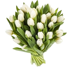 29 White Tulips 29 White Tulips photo