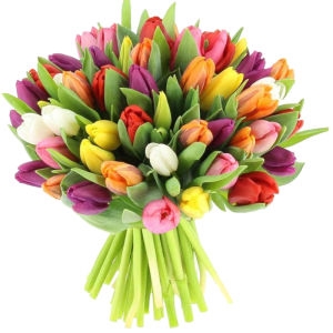 Tulips Bright Mixed Tulips Bright Mixed photo