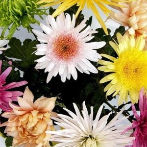 send Chrysanthemums Ukraine 1