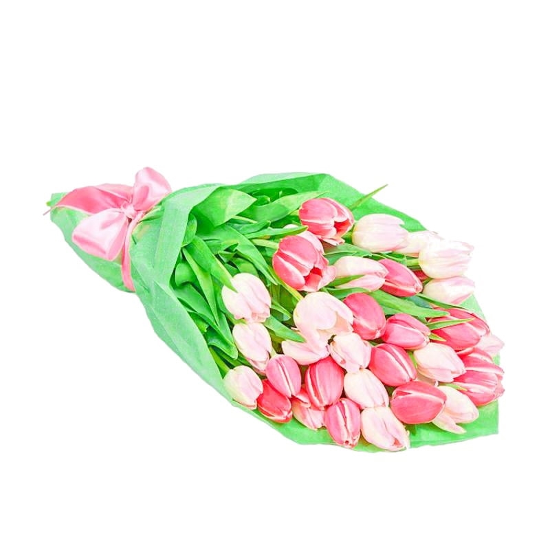 Pink tulips in Ukraine