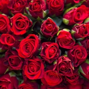 send red roses Ukraine 2