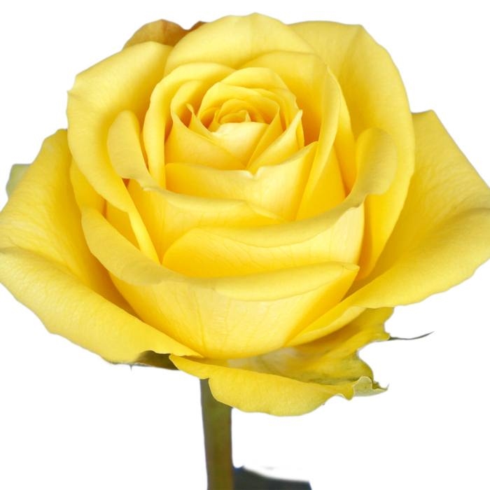 Send Yellow roses