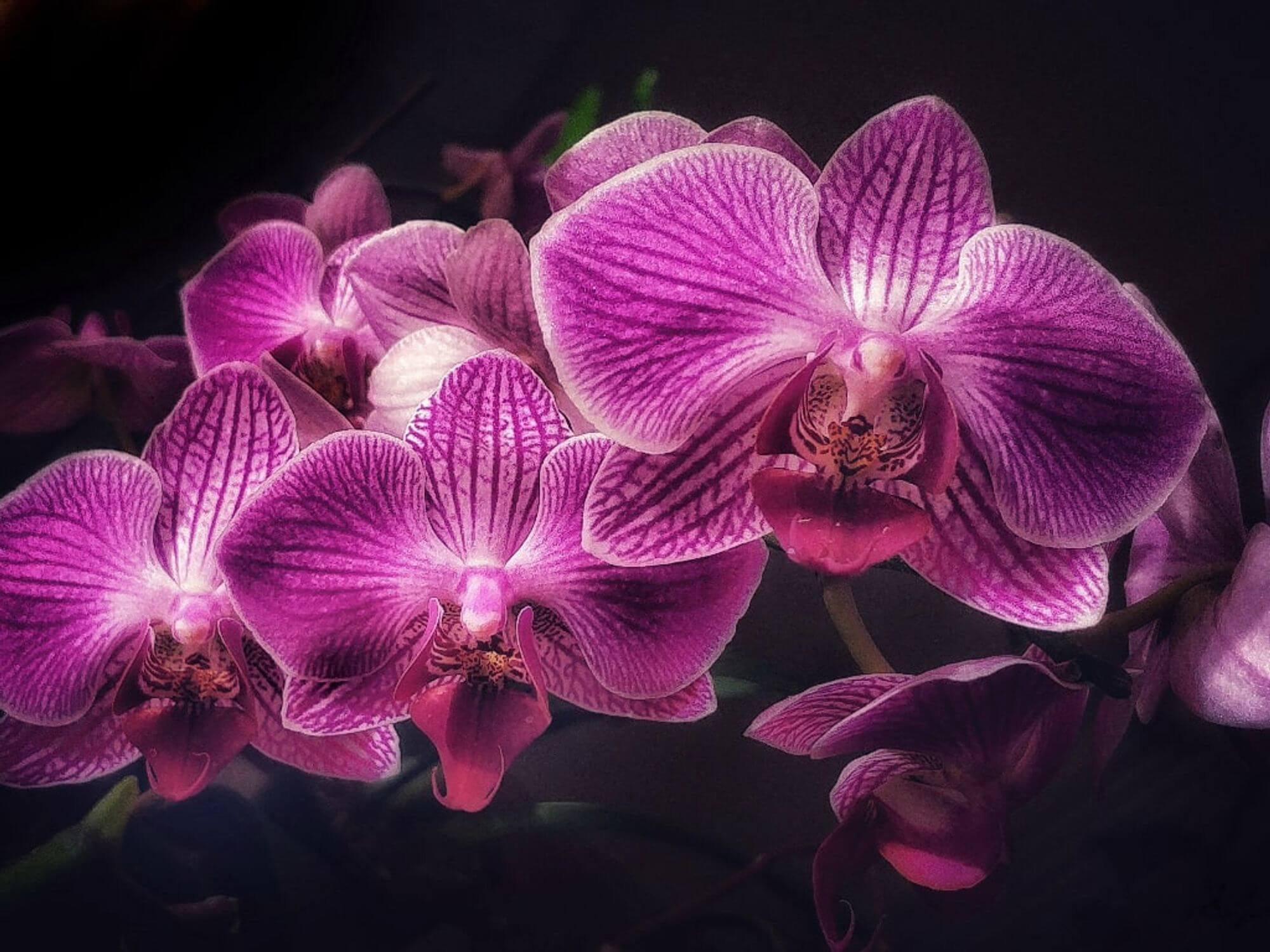 Ukraineflora All about orchids 1