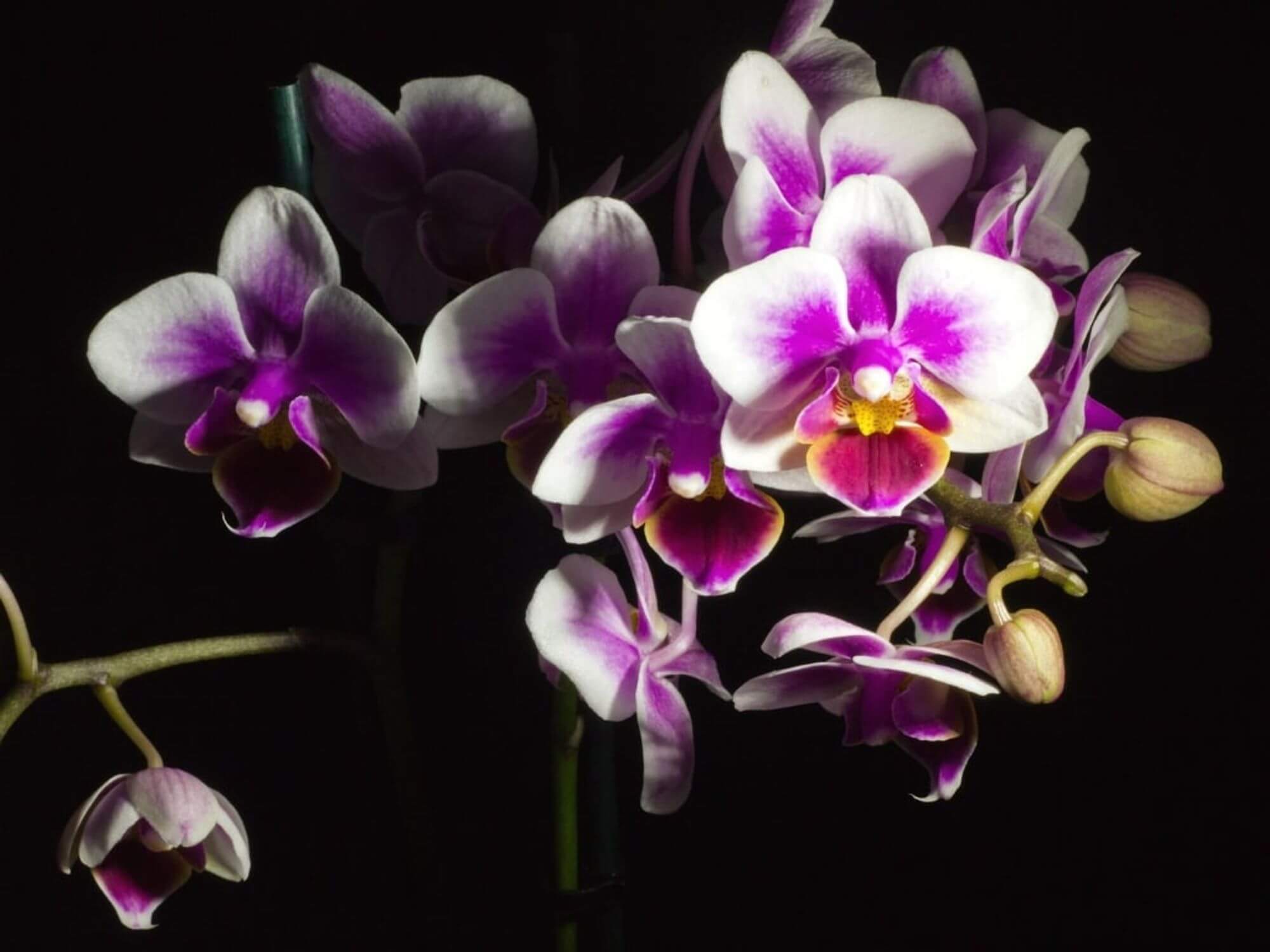Ukraineflora All about orchids 11