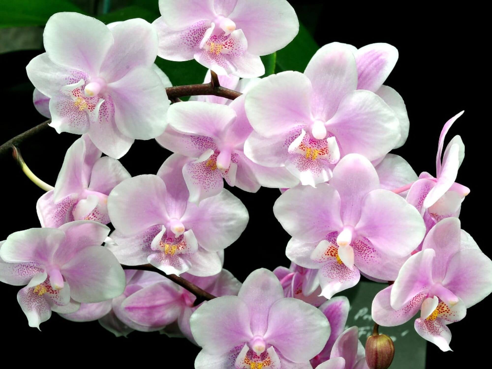 Ukraineflora All about orchids 13