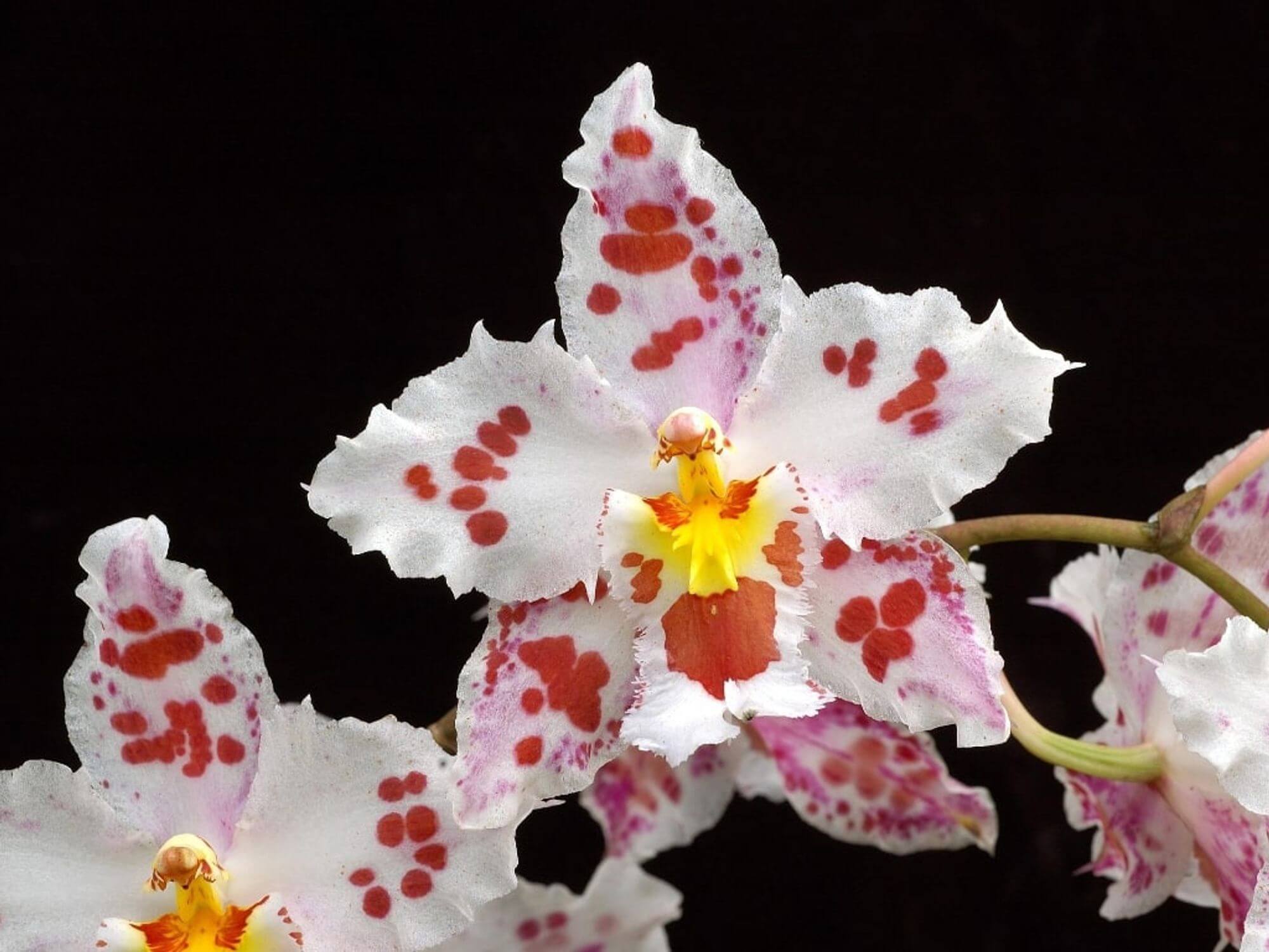 Ukraineflora All about orchids 14