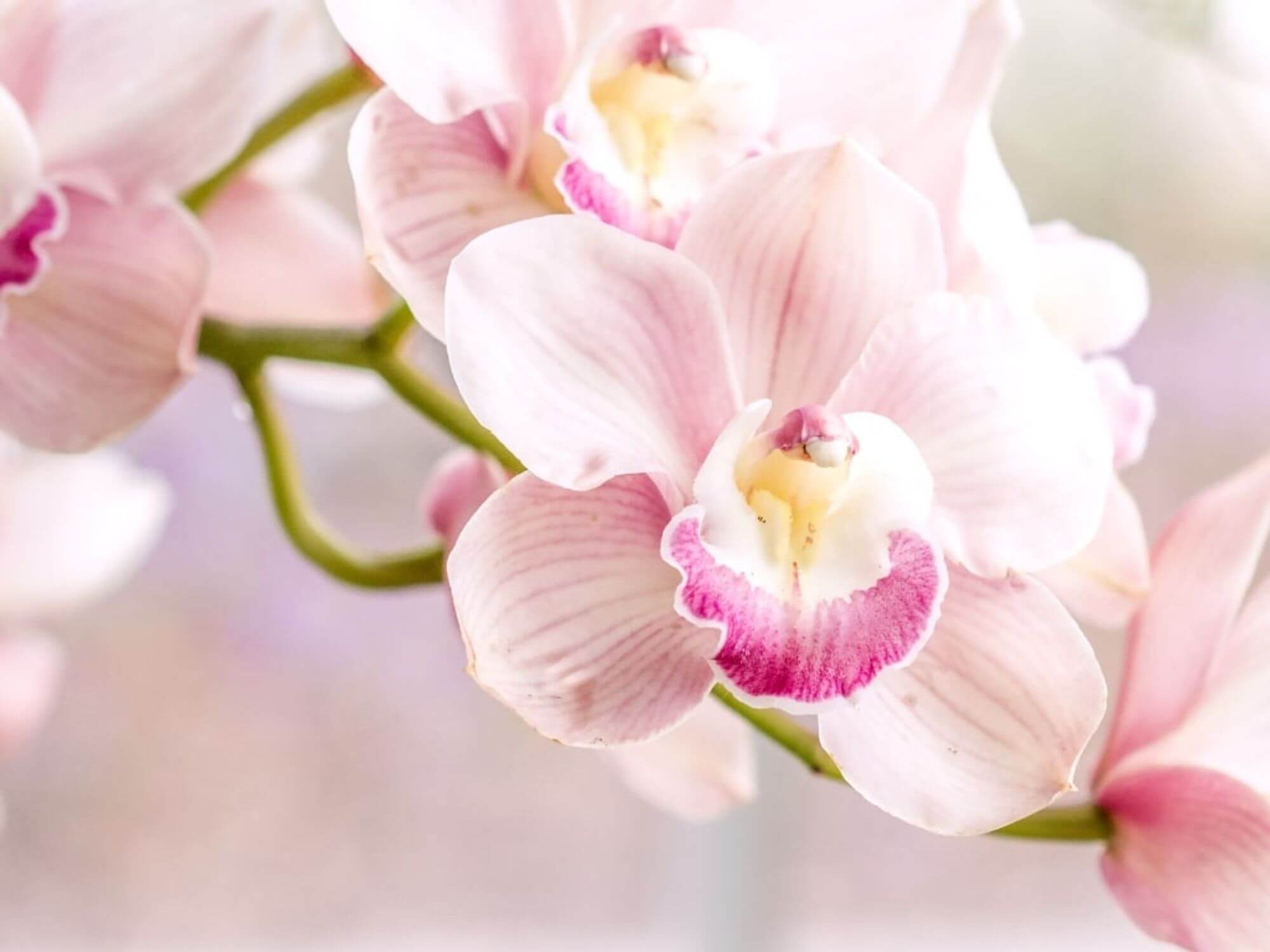 Ukraineflora All about orchids 2