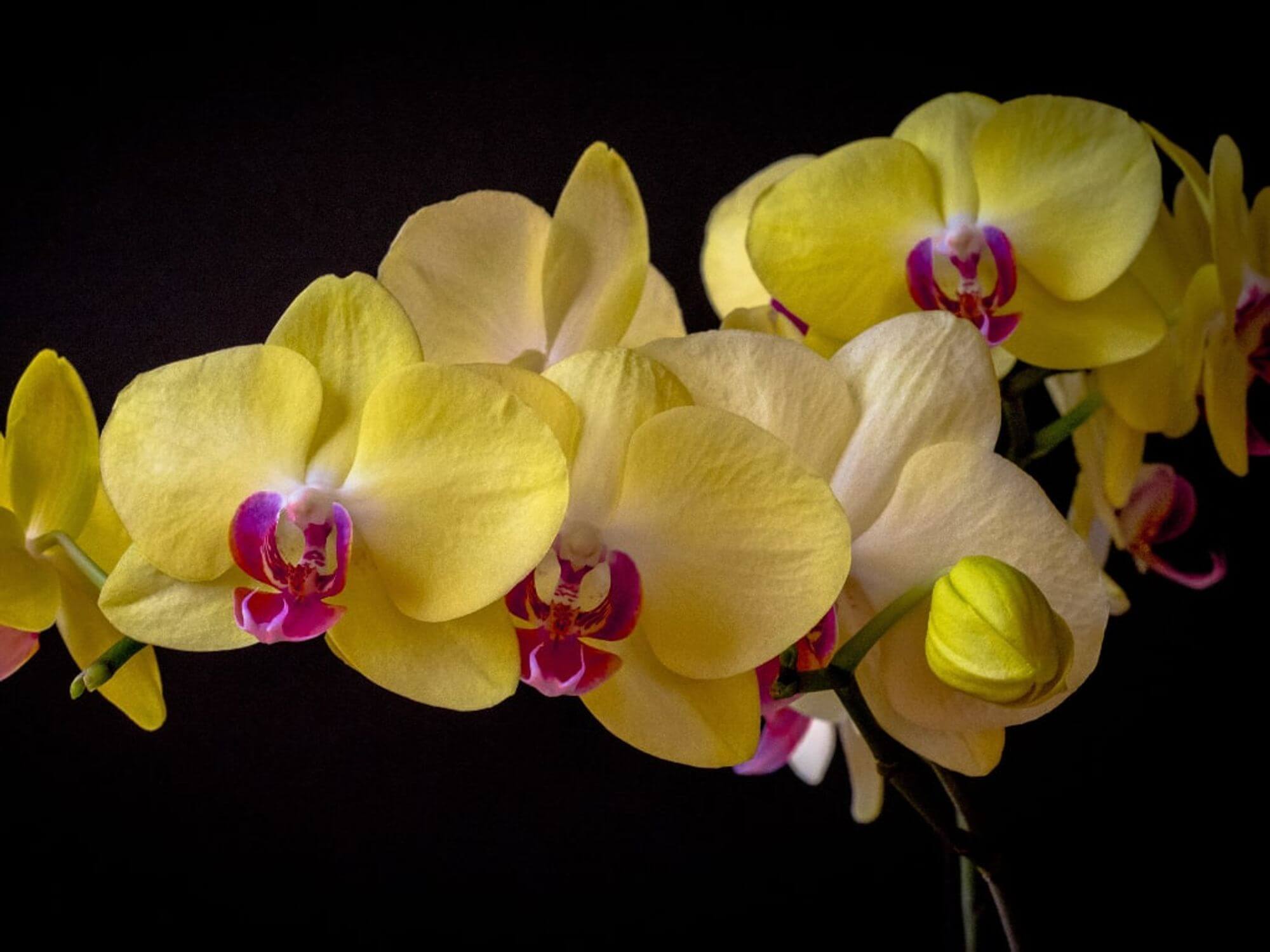 Ukraineflora All about orchids 3