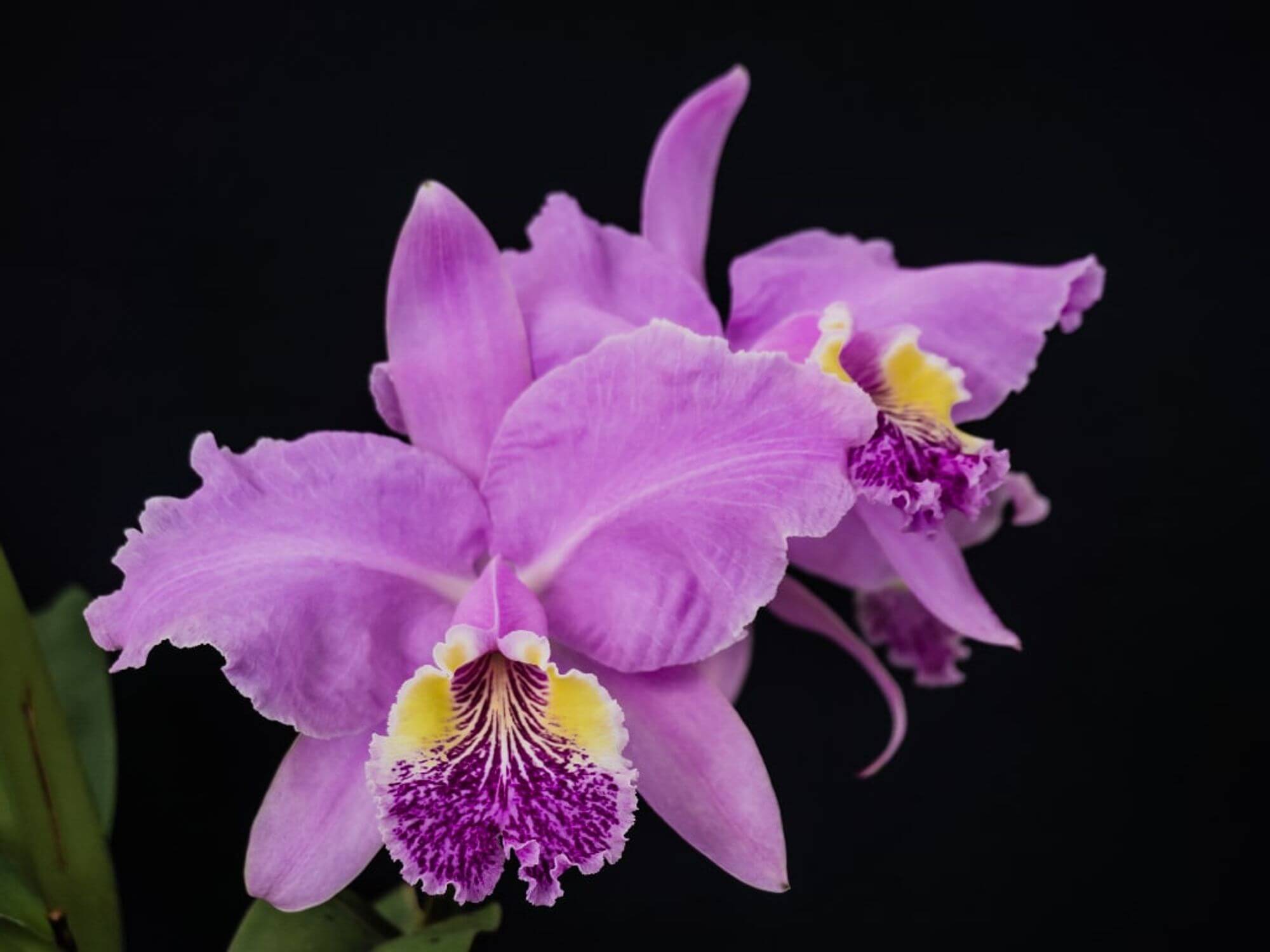 Ukraineflora All about orchids 5