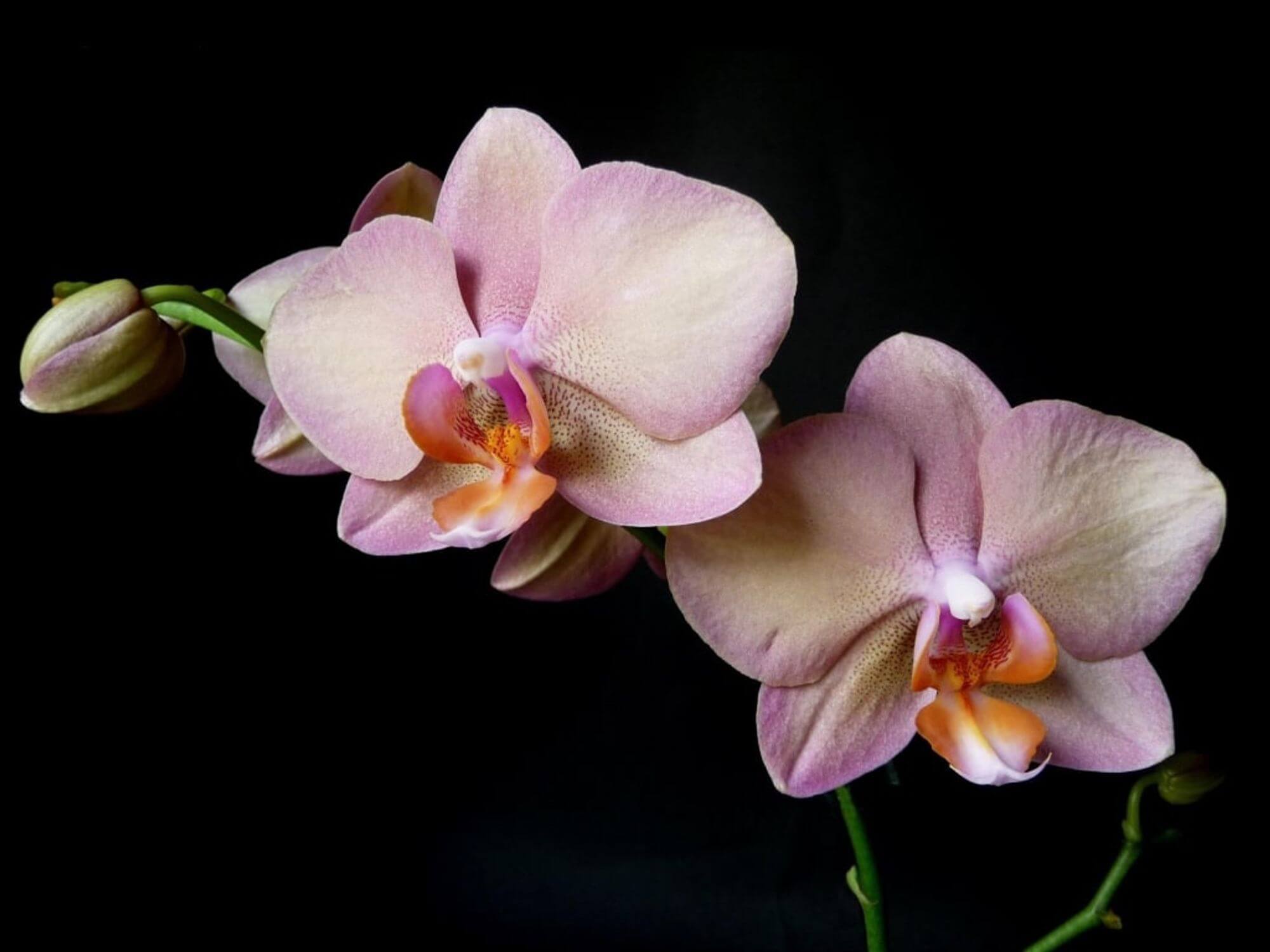 Ukraineflora All about orchids 7