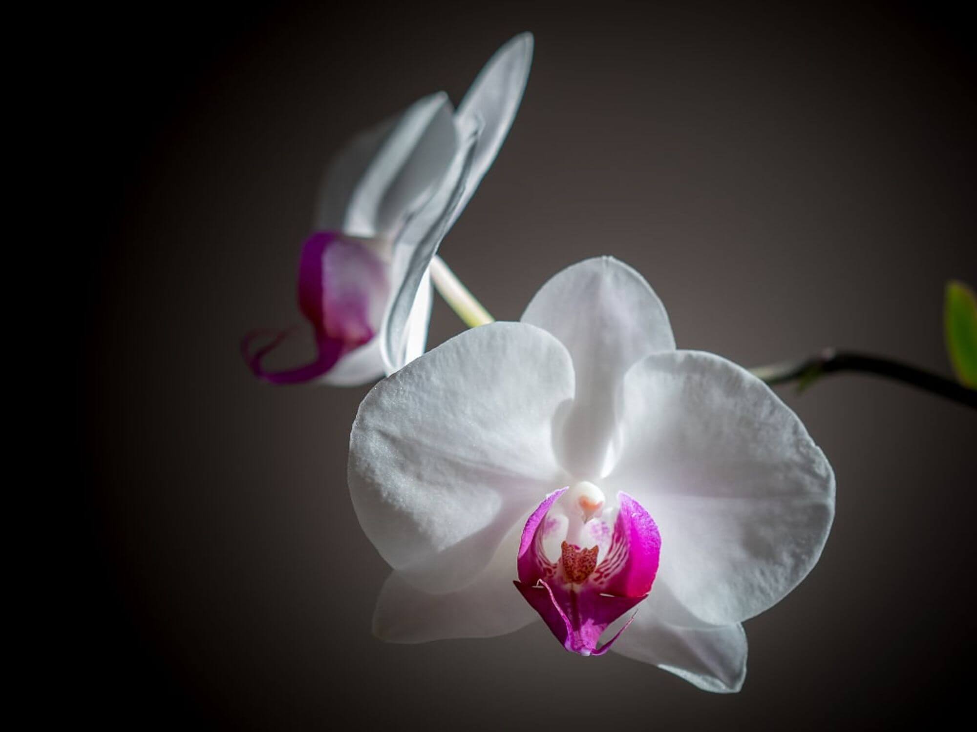 Ukraineflora All about orchids 9
